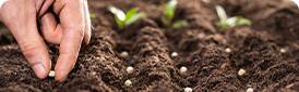 Planting Seeds