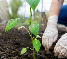 Seedlings
