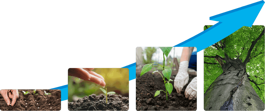 plant grow step by step